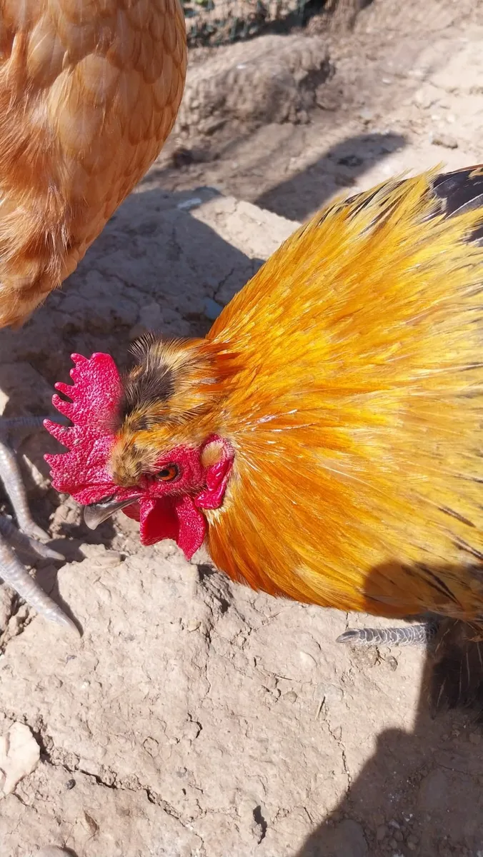 Bantam cockerell - Image 3