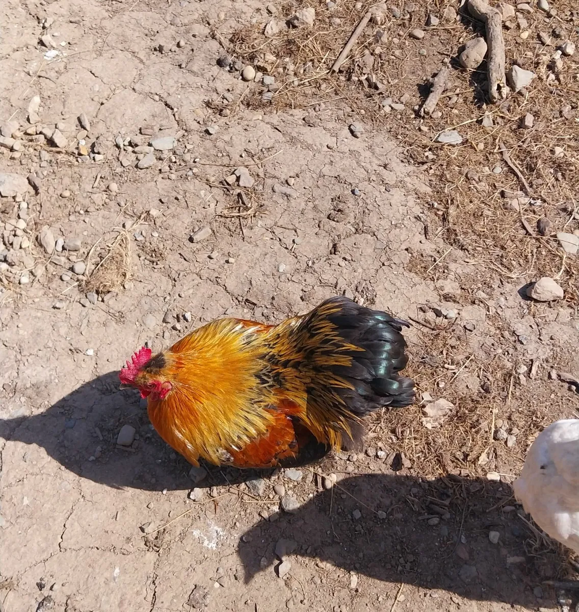 Bantam cockerell - Image 4