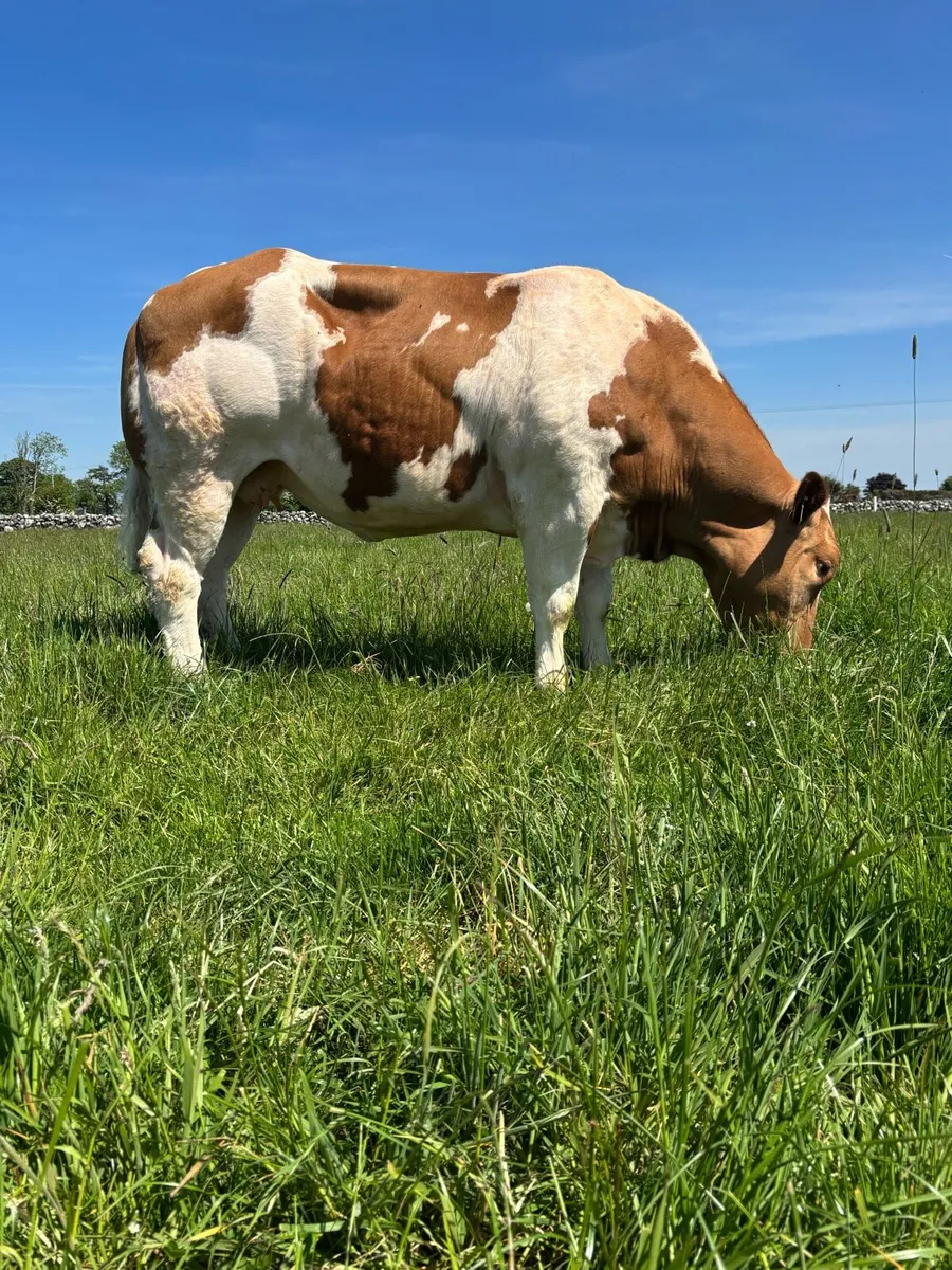 Super Blue Cow For Balla Mart 17th May - Image 2