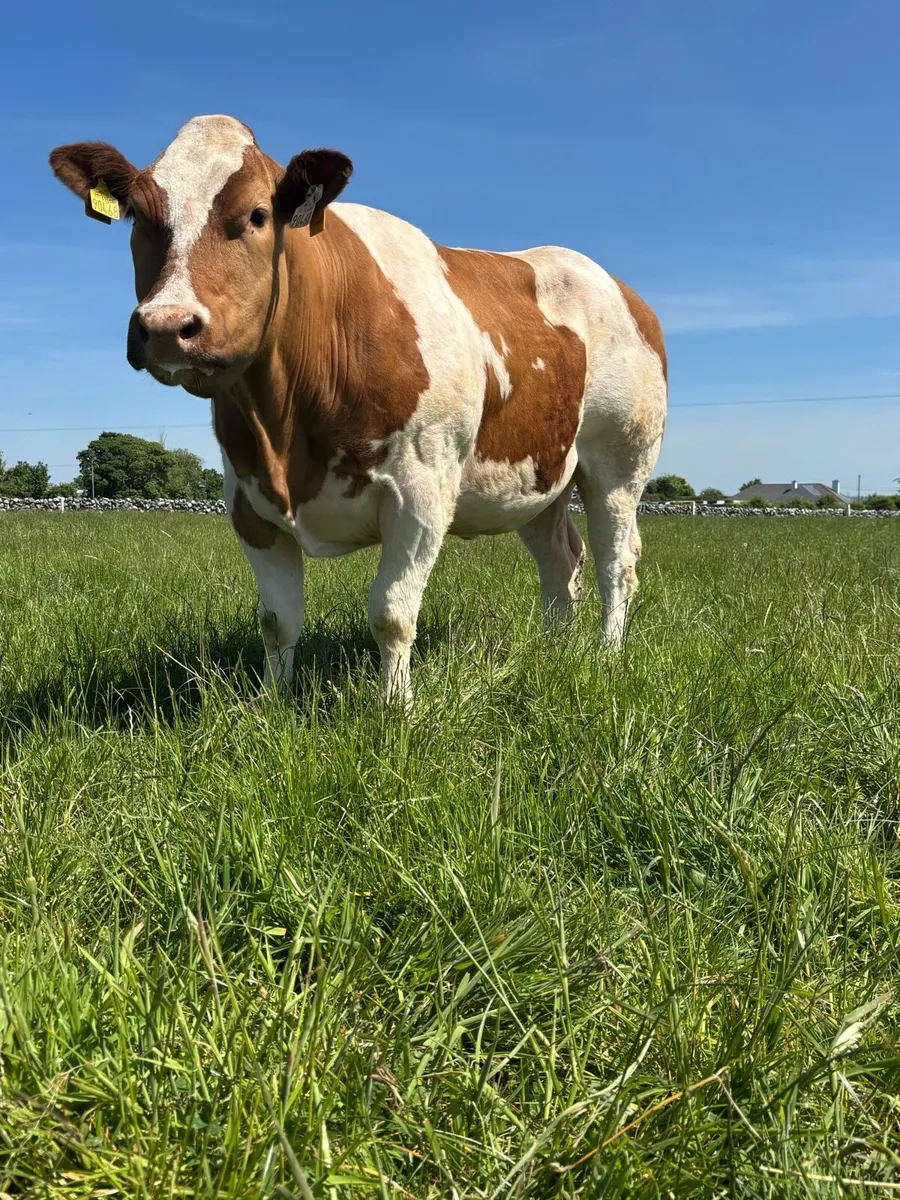 Super Blue Cow For Balla Mart 17th May - Image 3