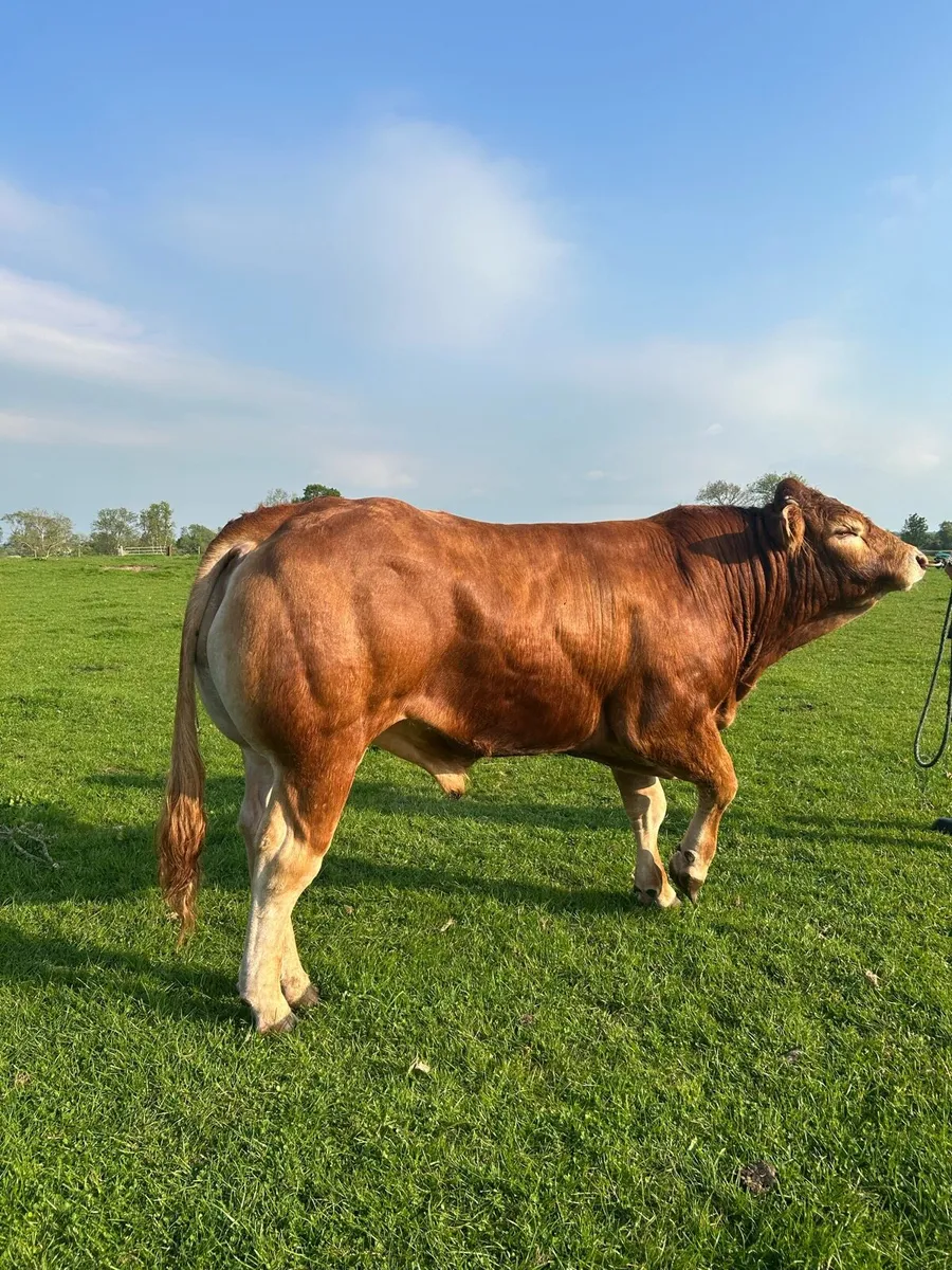PB LM Bulls - Image 1