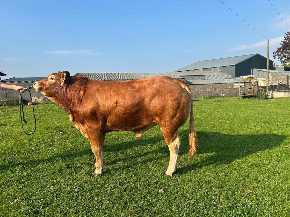 PB LM Bulls - Image 2