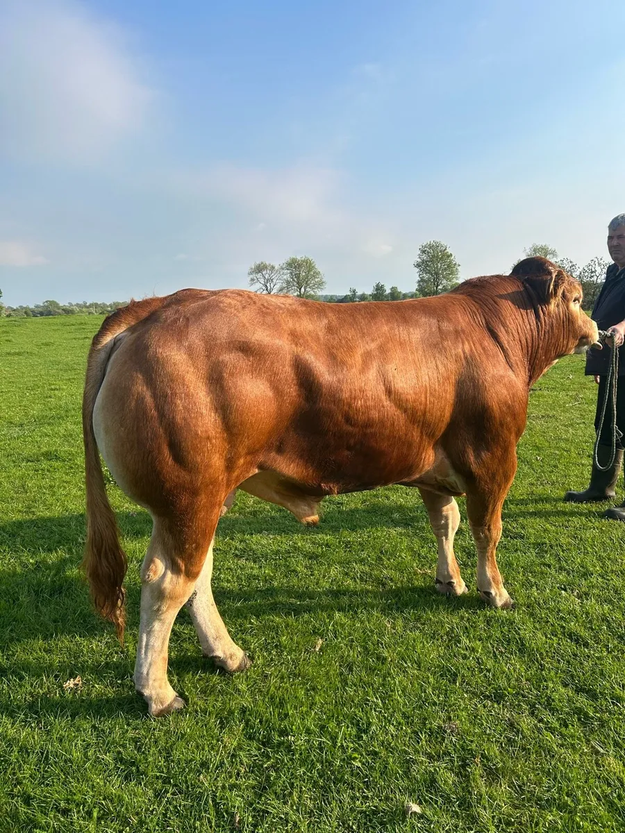 PB LM Bulls - Image 3