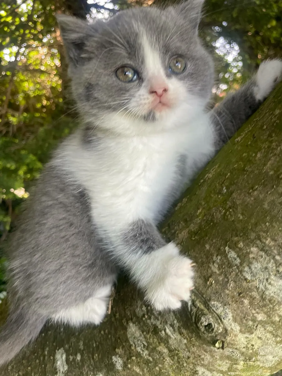 British short hair kitten - Image 2