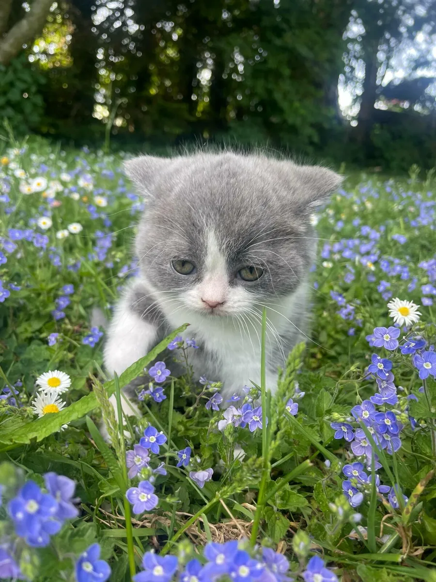 British short hair kitten - Image 1