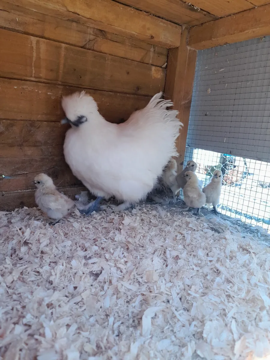 Pure bred bantam silkie with 6 silkie chicks