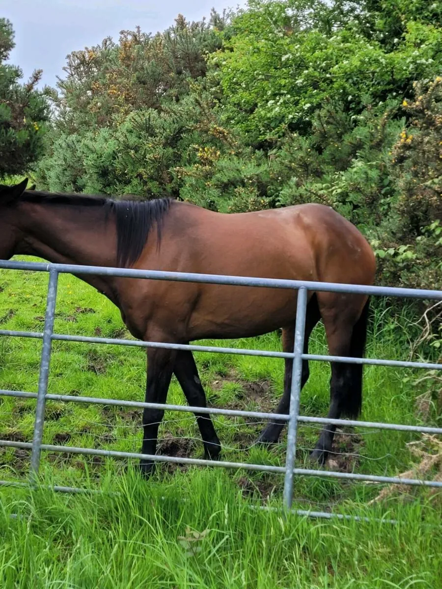 TB Mare - Image 1