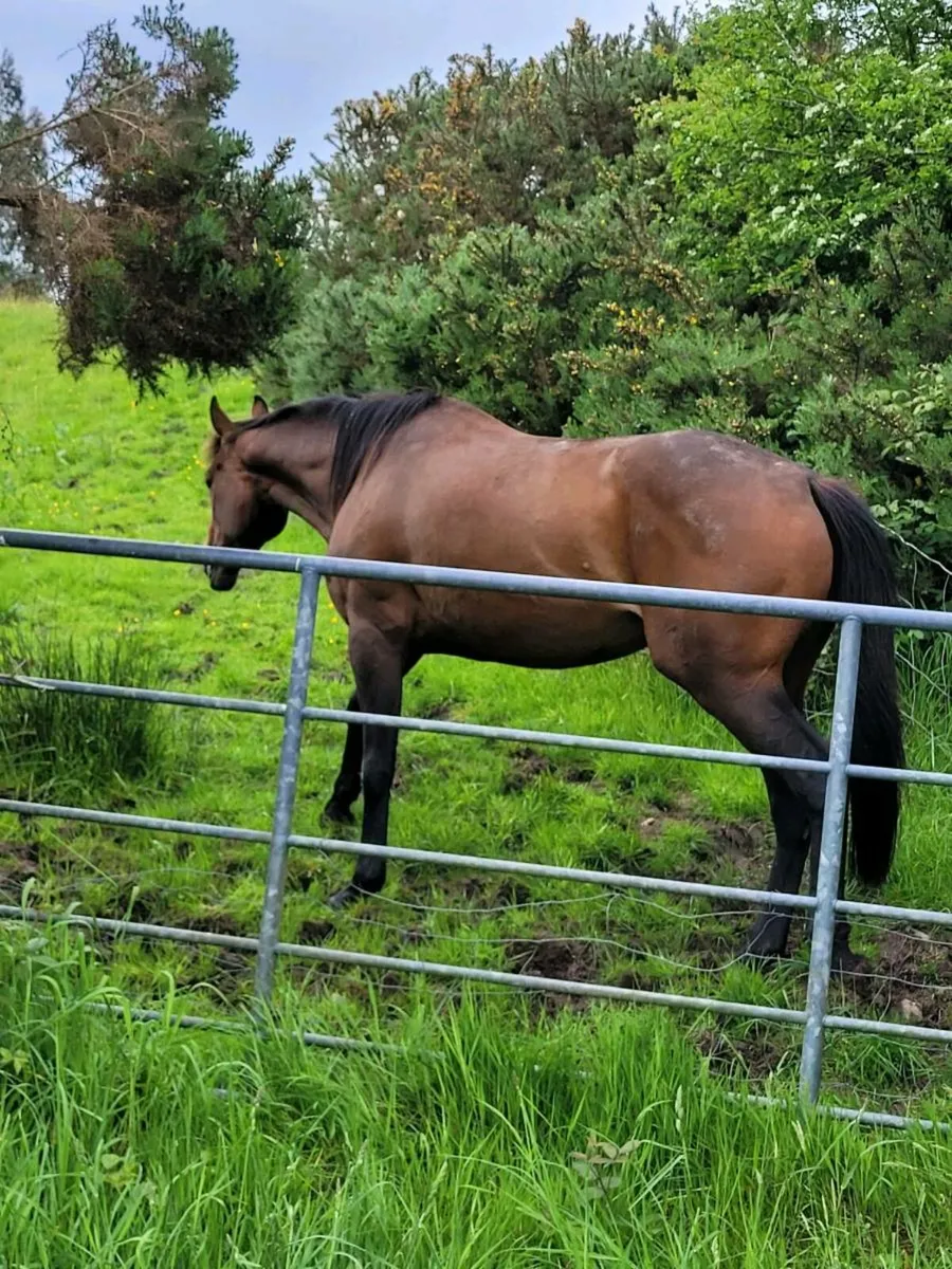 TB Mare - Image 2