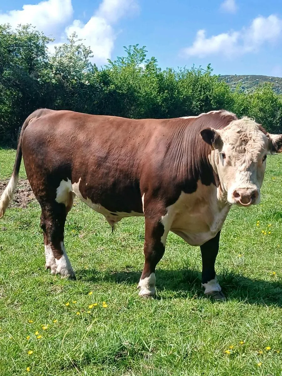 Hereford Bulls - Image 1