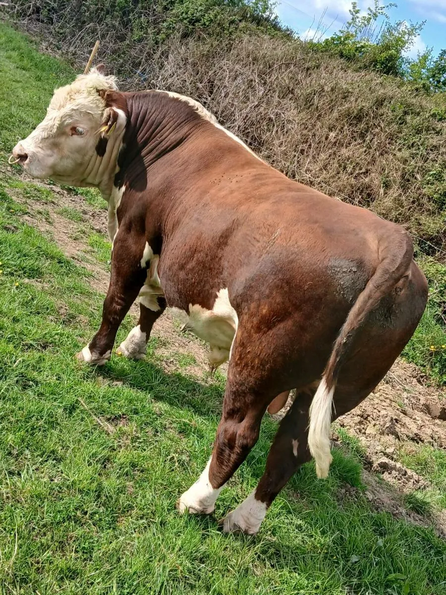 Hereford Bulls - Image 2