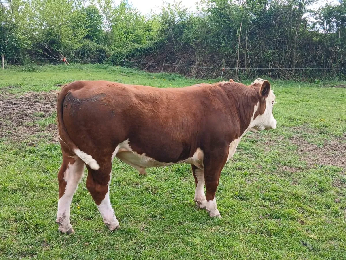 Hereford Bulls - Image 3
