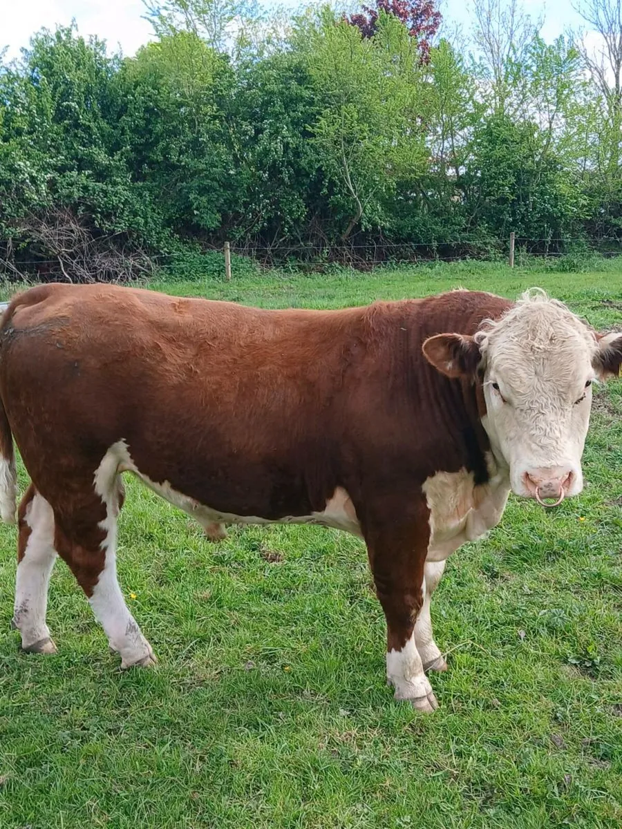 Hereford Bulls - Image 4