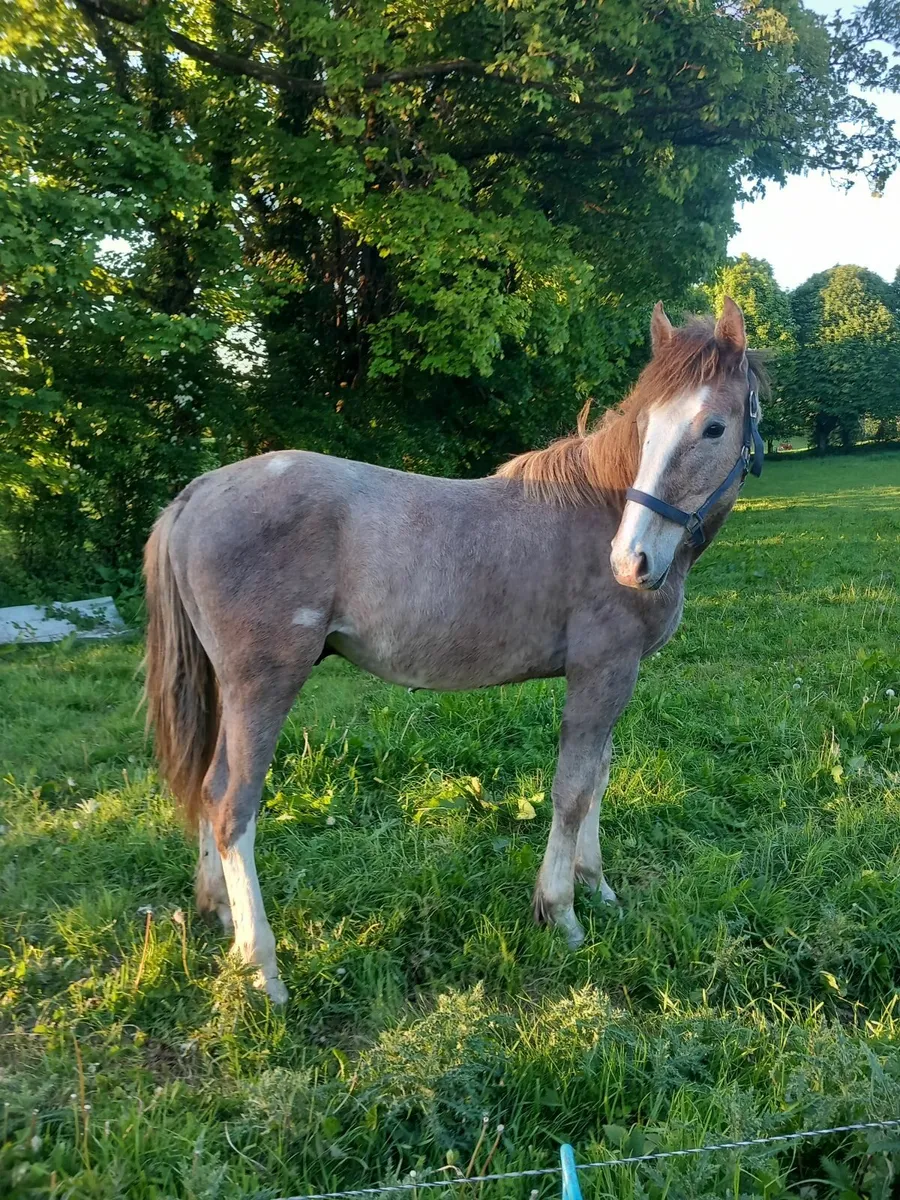Irish  draught  yearling colt - Image 2