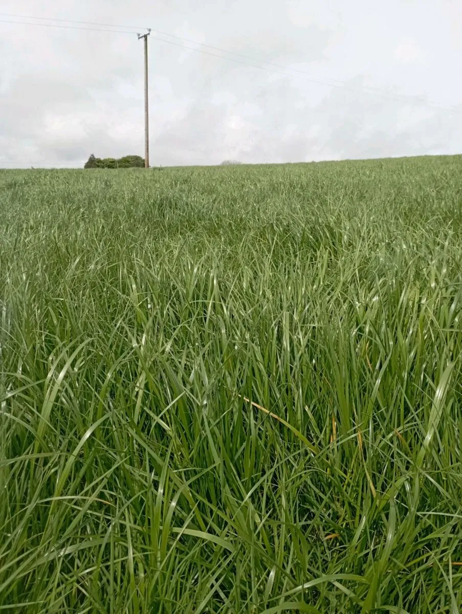 General Farm Work & Grass Measuring - Image 2