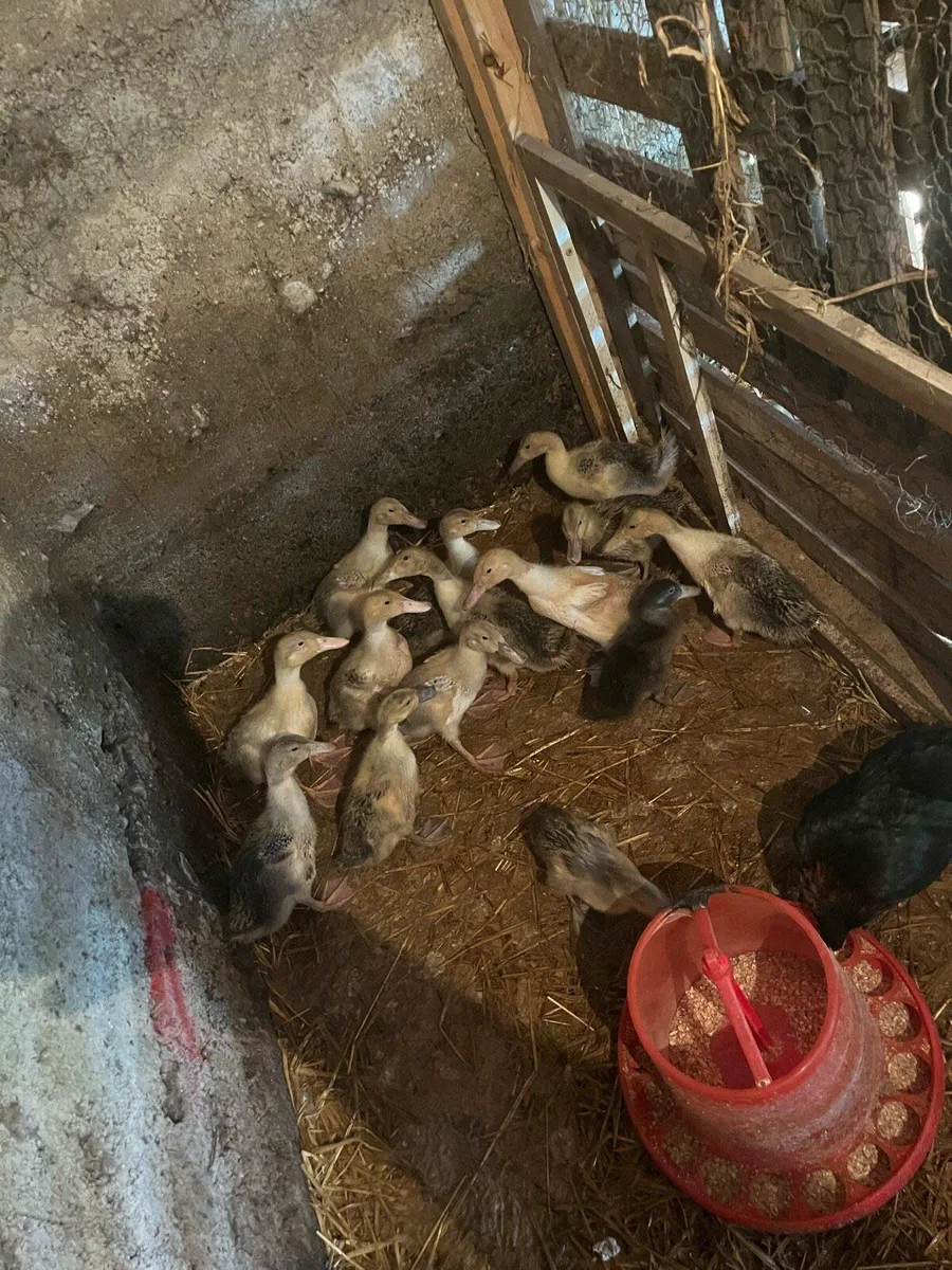 Purebred welsh harliquin Ducklings - Image 1