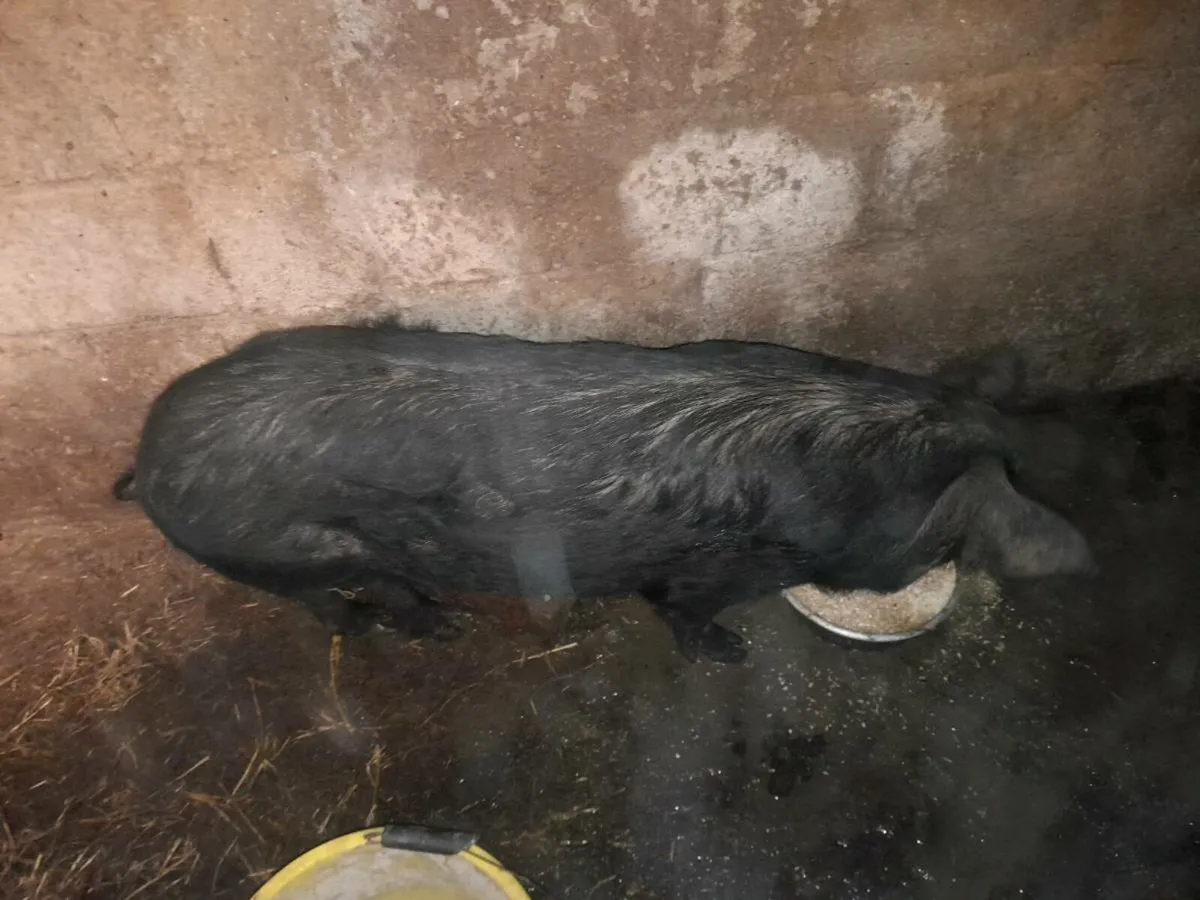 Micro sow - Image 1