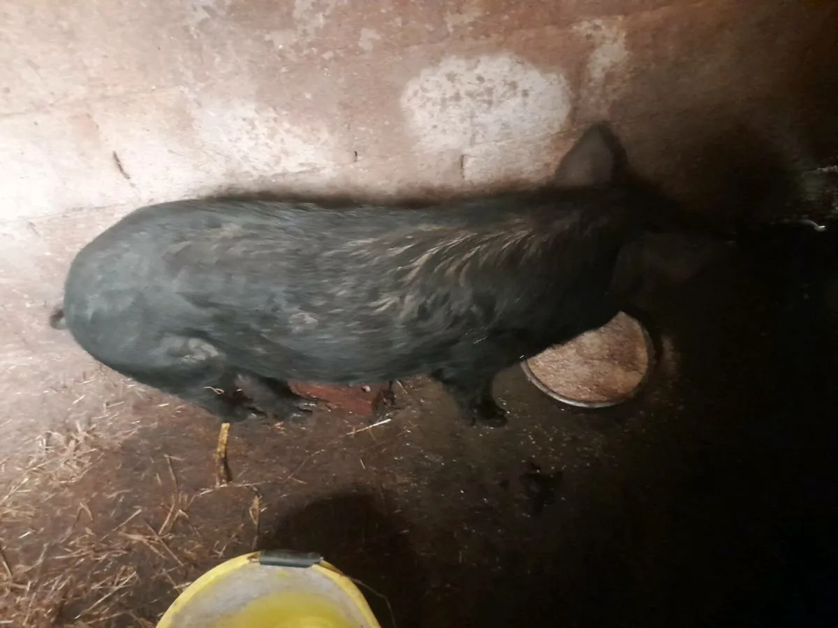 Micro sow - Image 2