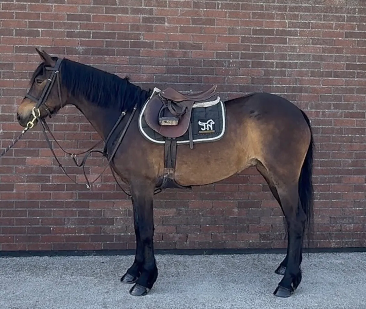 5yo- 150cm  Class 1 - Image 1