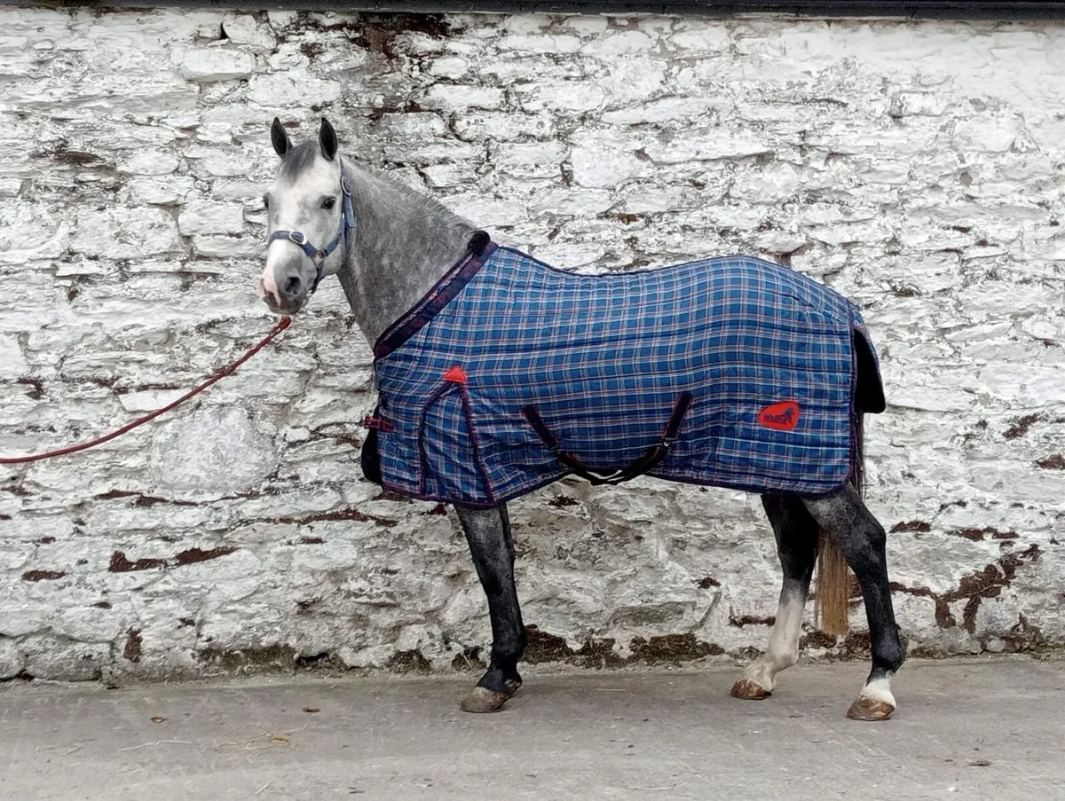 LOT 188 Clifden Sales 16/05/25 147cm 5yo gelding - Image 3