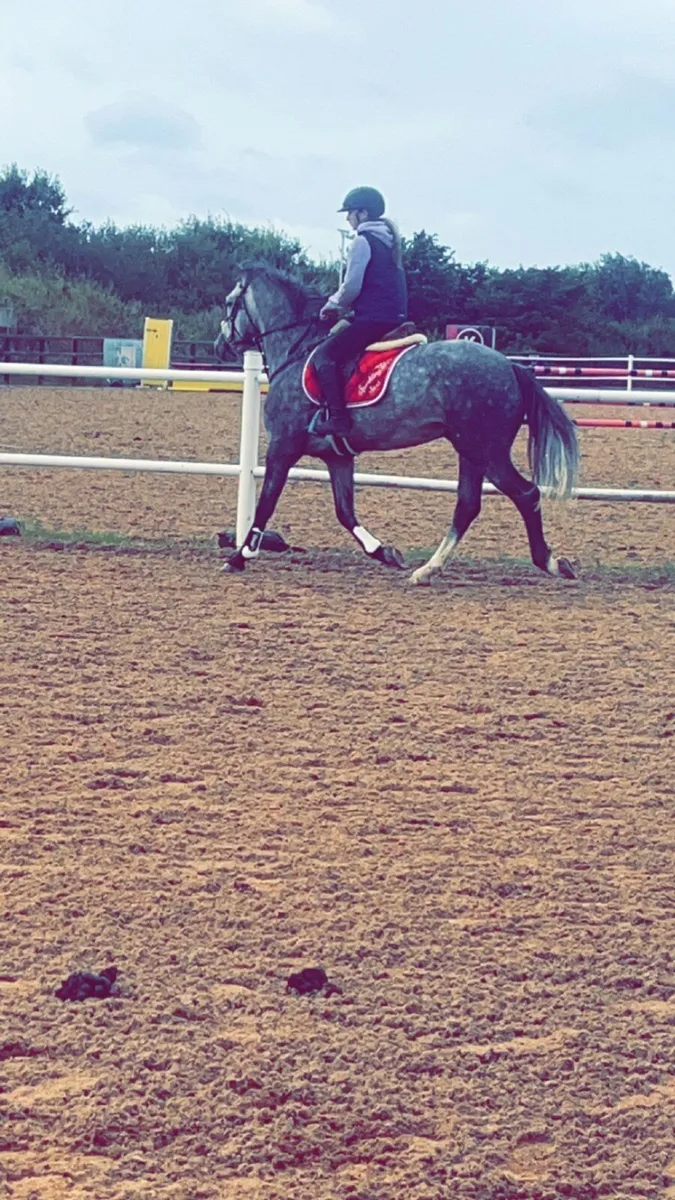 LOT 188 Clifden Sales 16/05/25 147cm 5yo gelding - Image 4