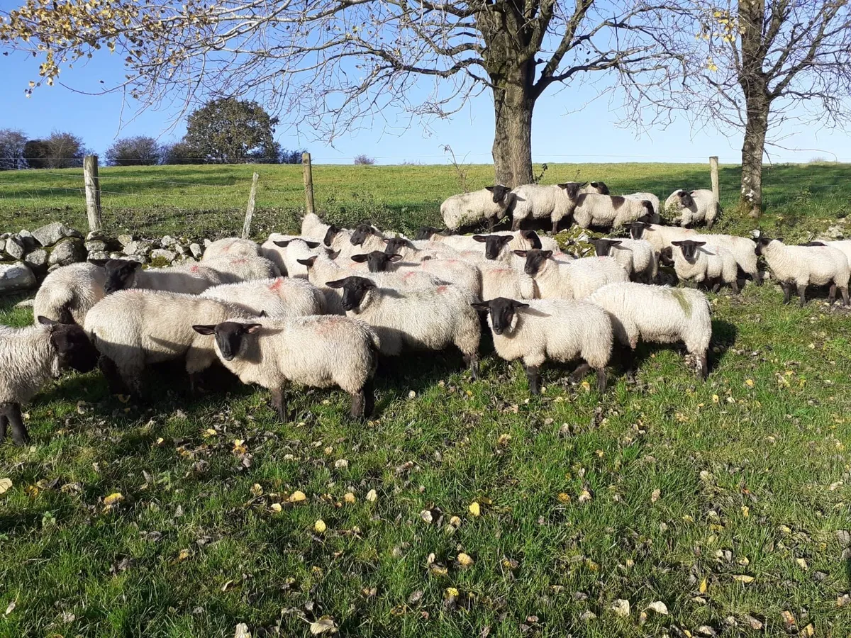 Special entry of Ewe Hoggets - Image 1