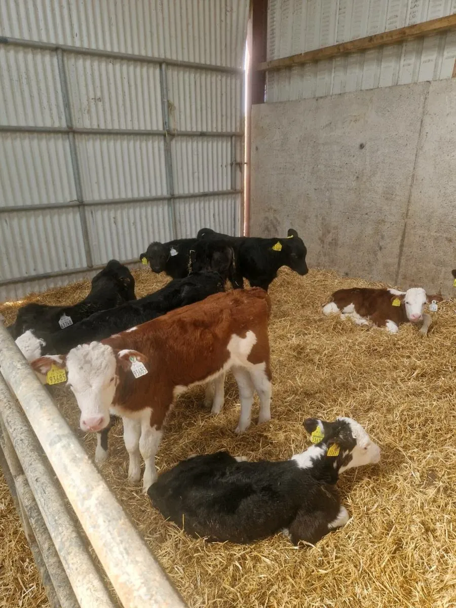 Angus and Hereford calves - Image 1