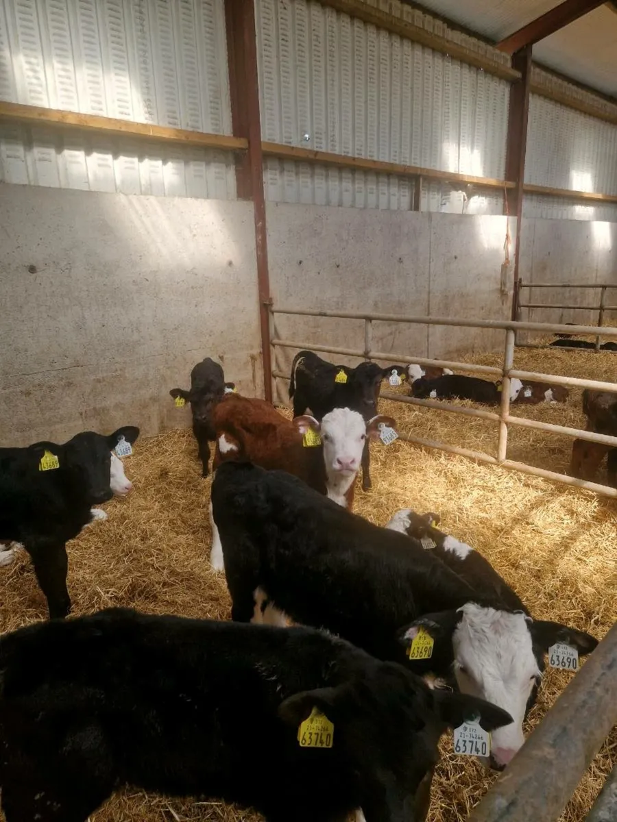 Angus and Hereford calves - Image 2