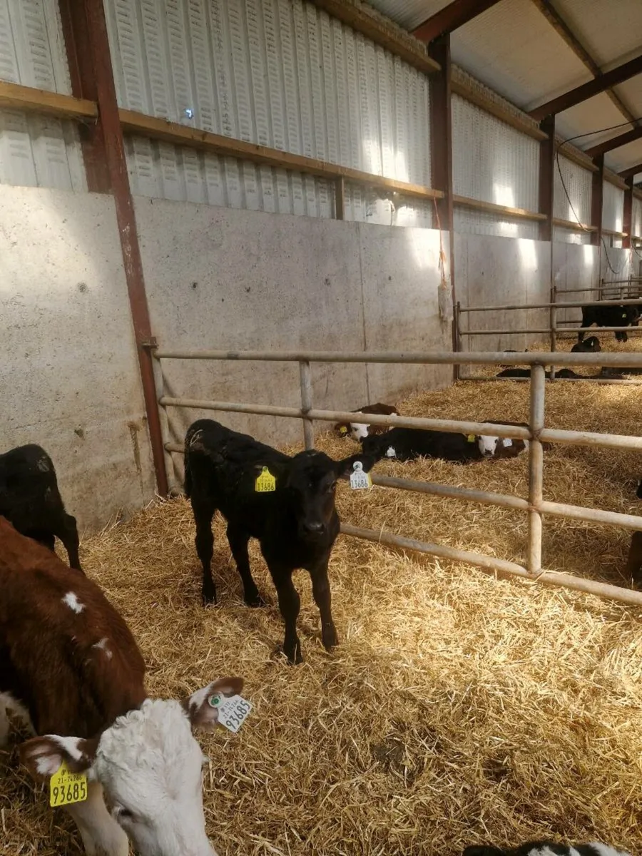 Angus and Hereford calves - Image 3