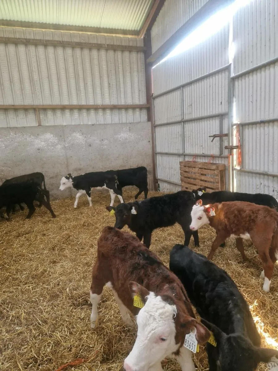 Angus and Hereford calves - Image 4