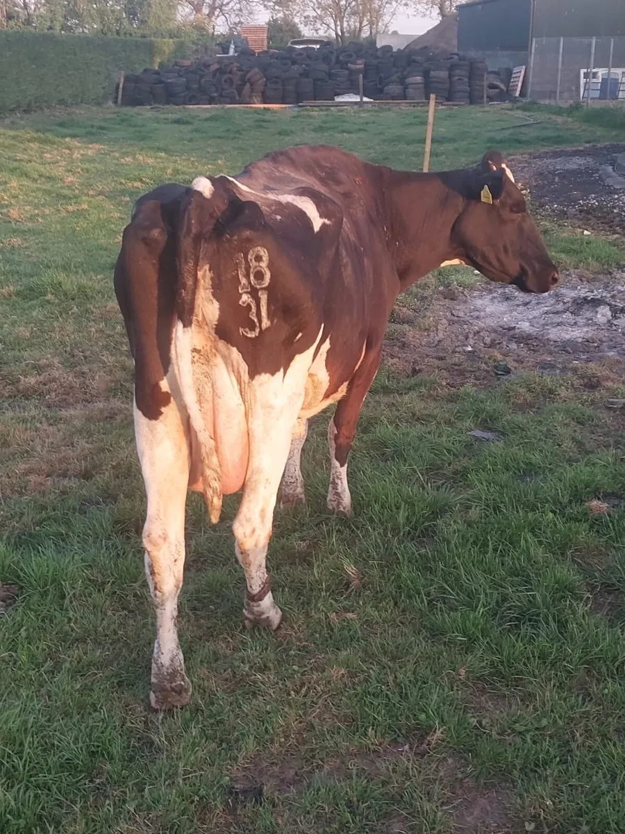 Cow - Image 1