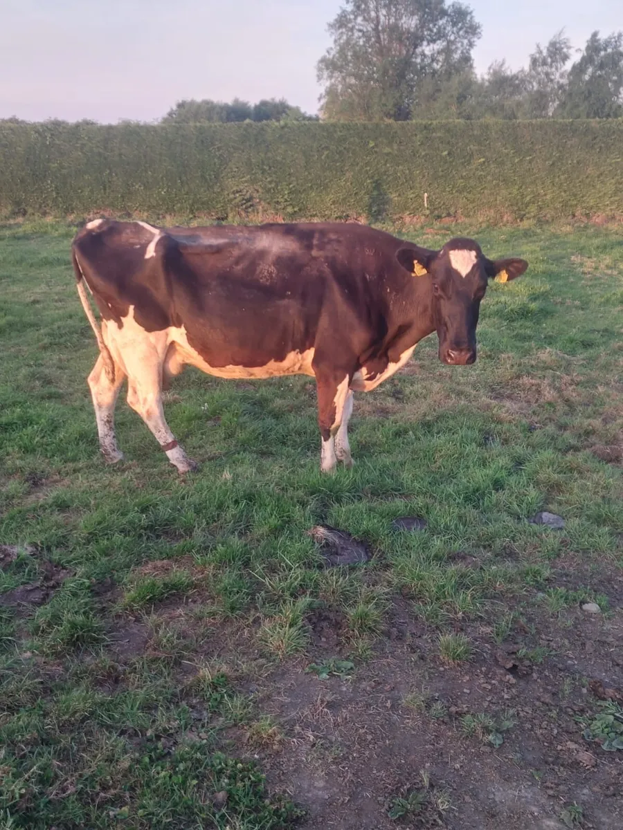 Cow - Image 2