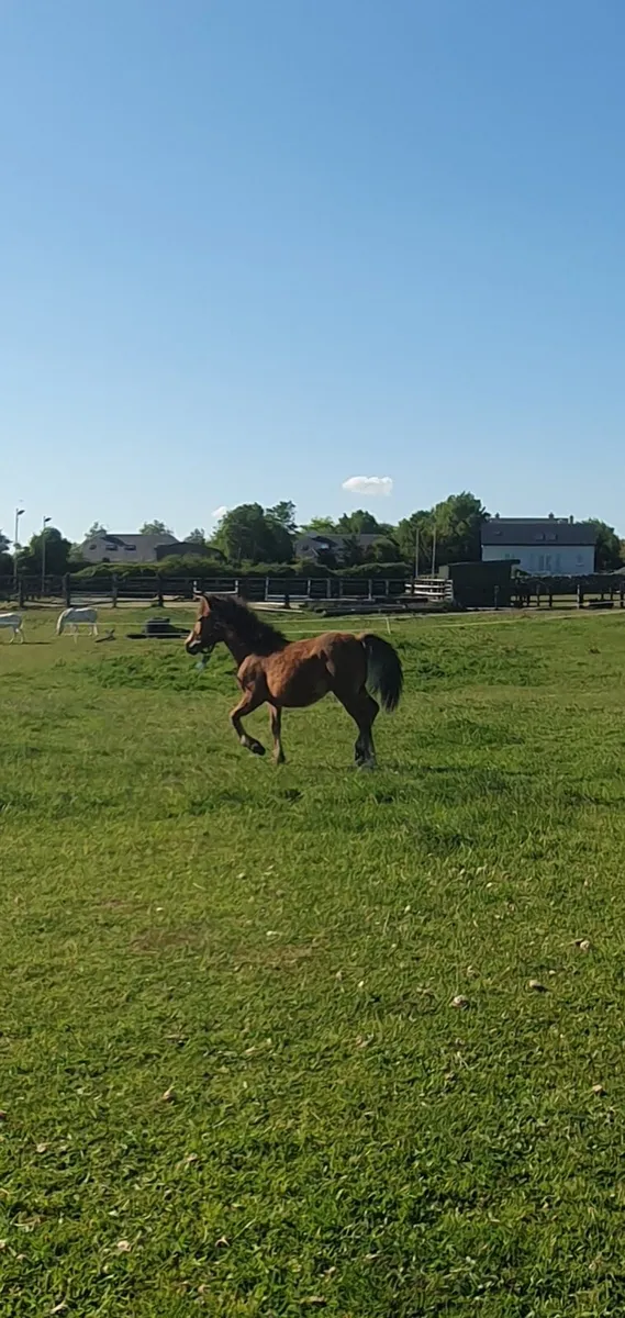 Connemara x draught yearling colt - Image 1