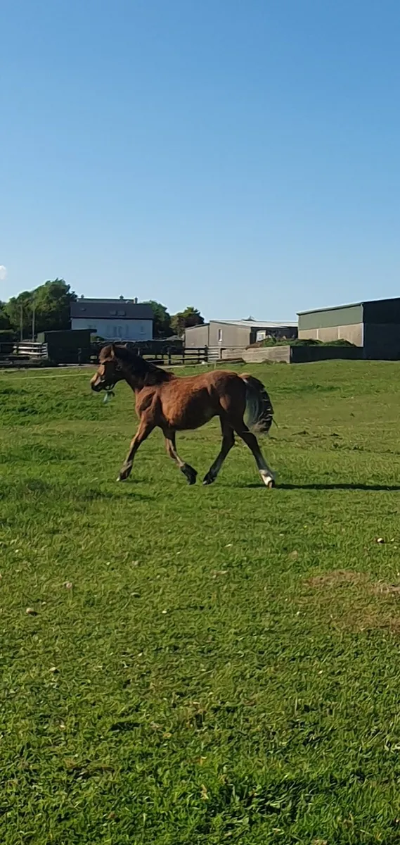 Connemara x draught yearling colt - Image 2