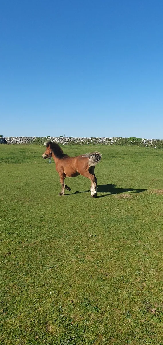 Connemara x draught yearling colt - Image 3