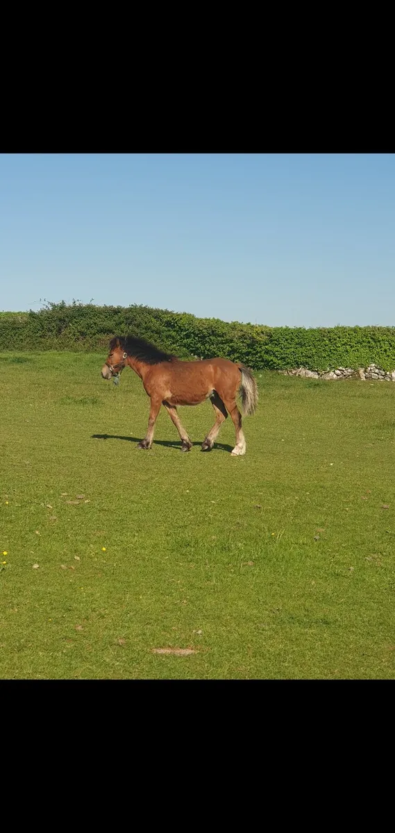 Connemara x draught yearling colt - Image 4