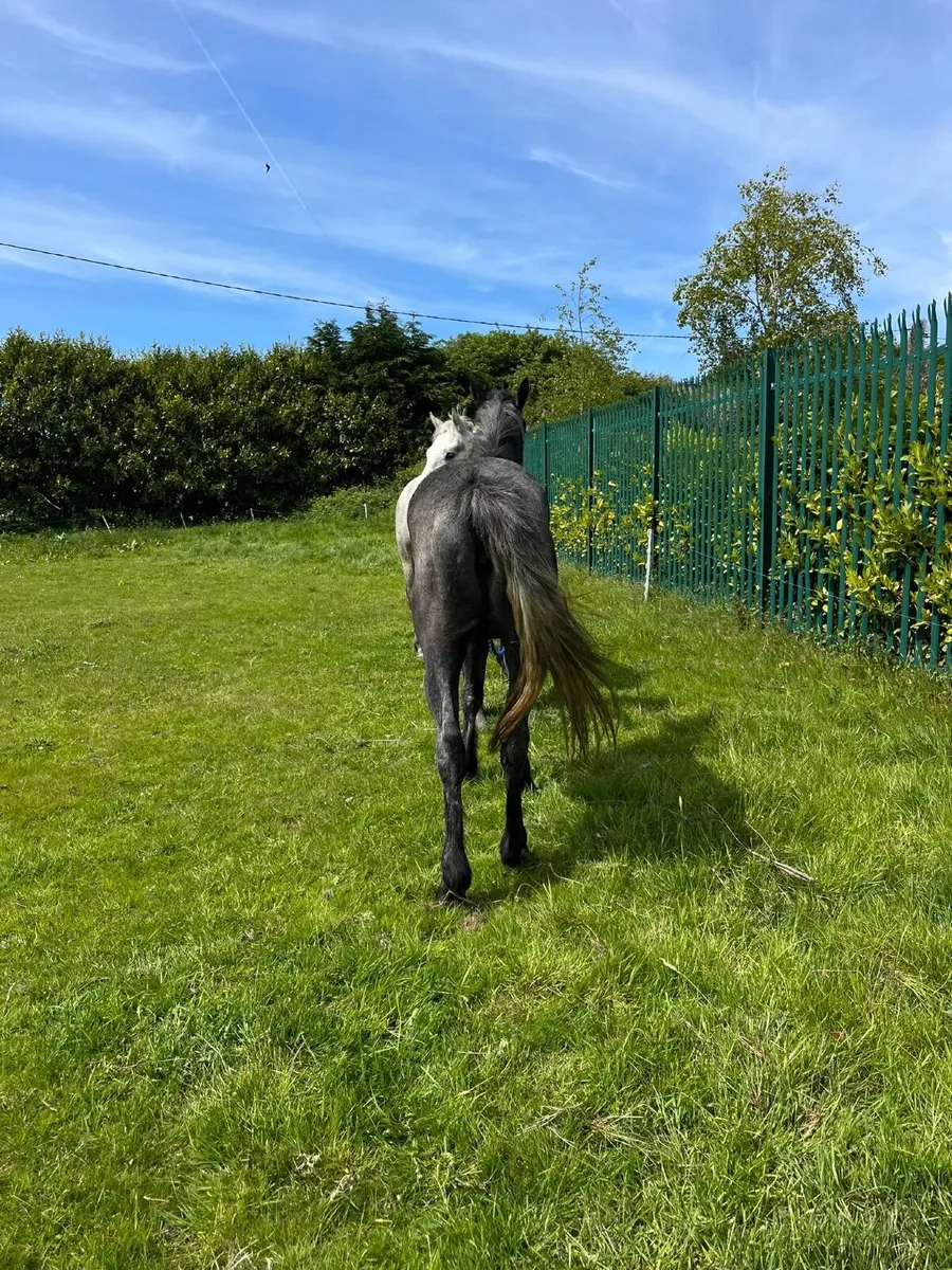 2 year Connemara n/n lovely breeding - Image 2