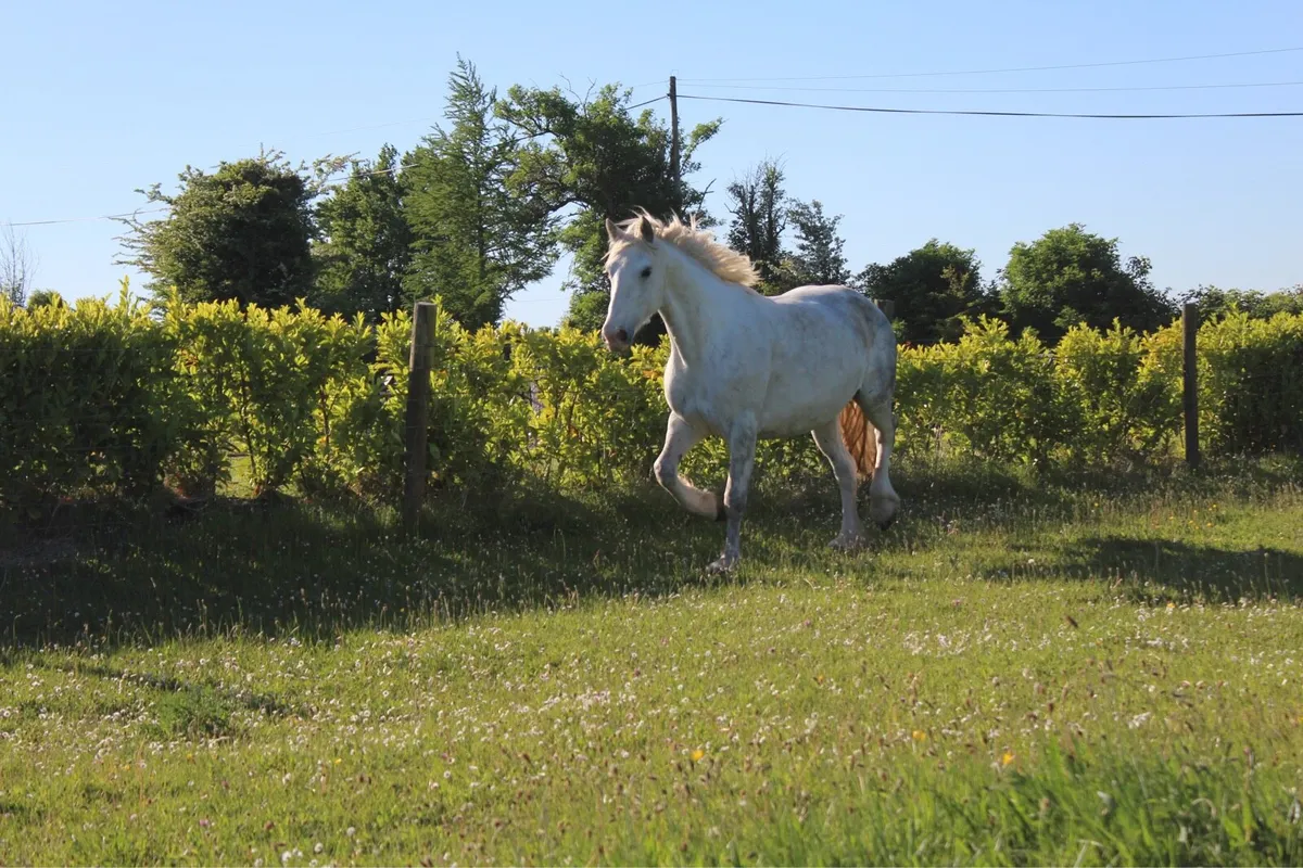 Mare in foal - Image 4