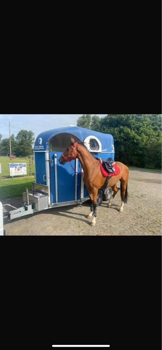 Cheval liberte horsebox - Image 1