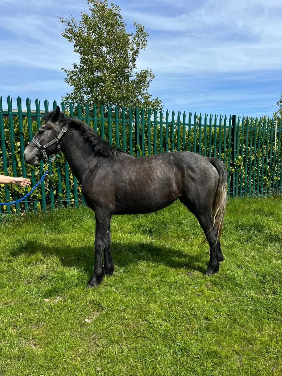 2 year Connemara n/n lovely breeding - Image 1