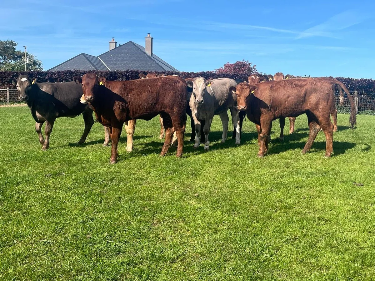 9 super  360 kg continental heifers - Image 1