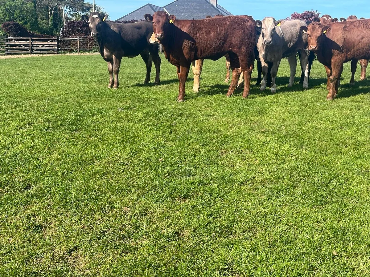 9 super  360 kg continental heifers - Image 2