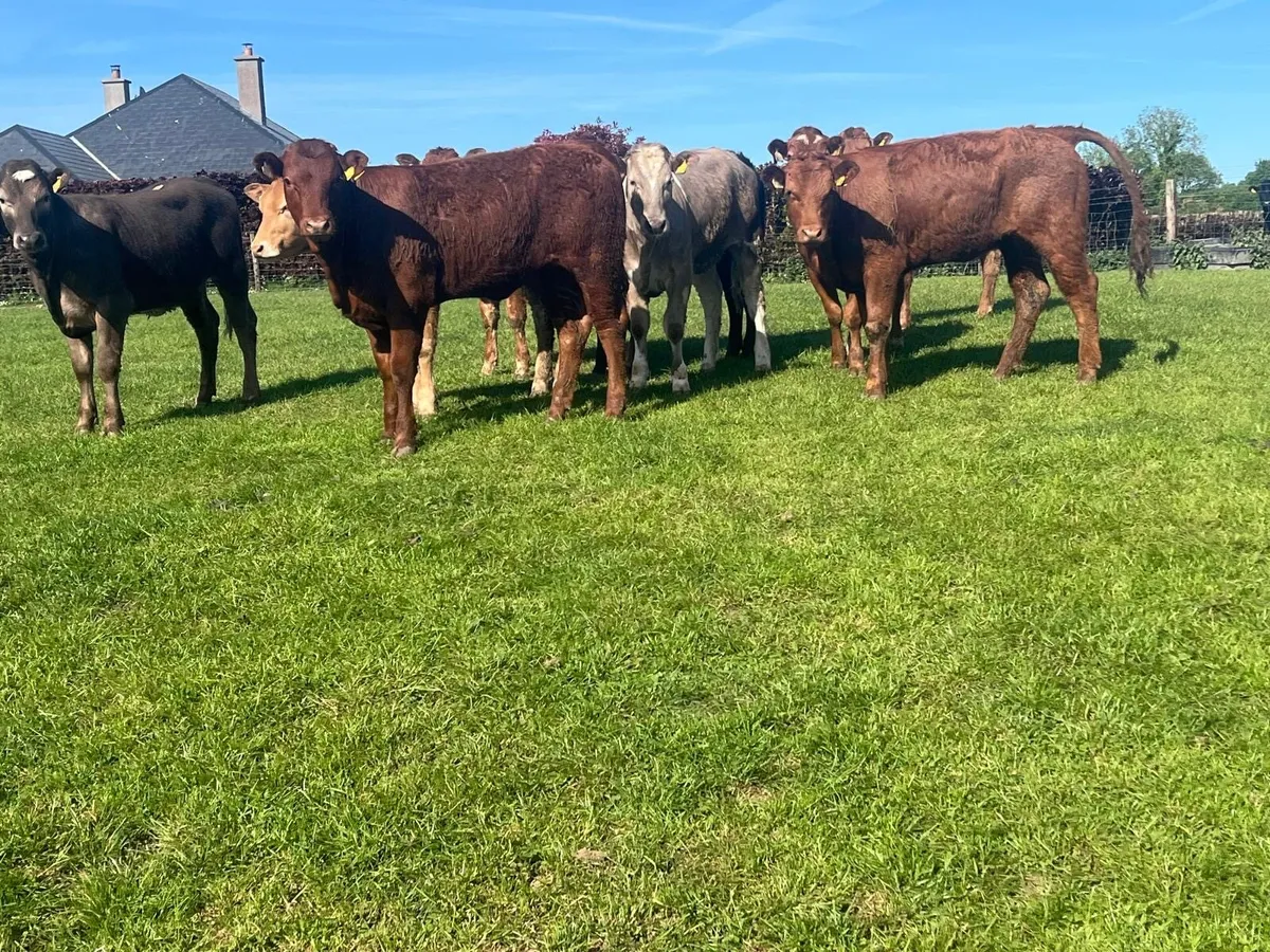 9 super  360 kg continental heifers - Image 3