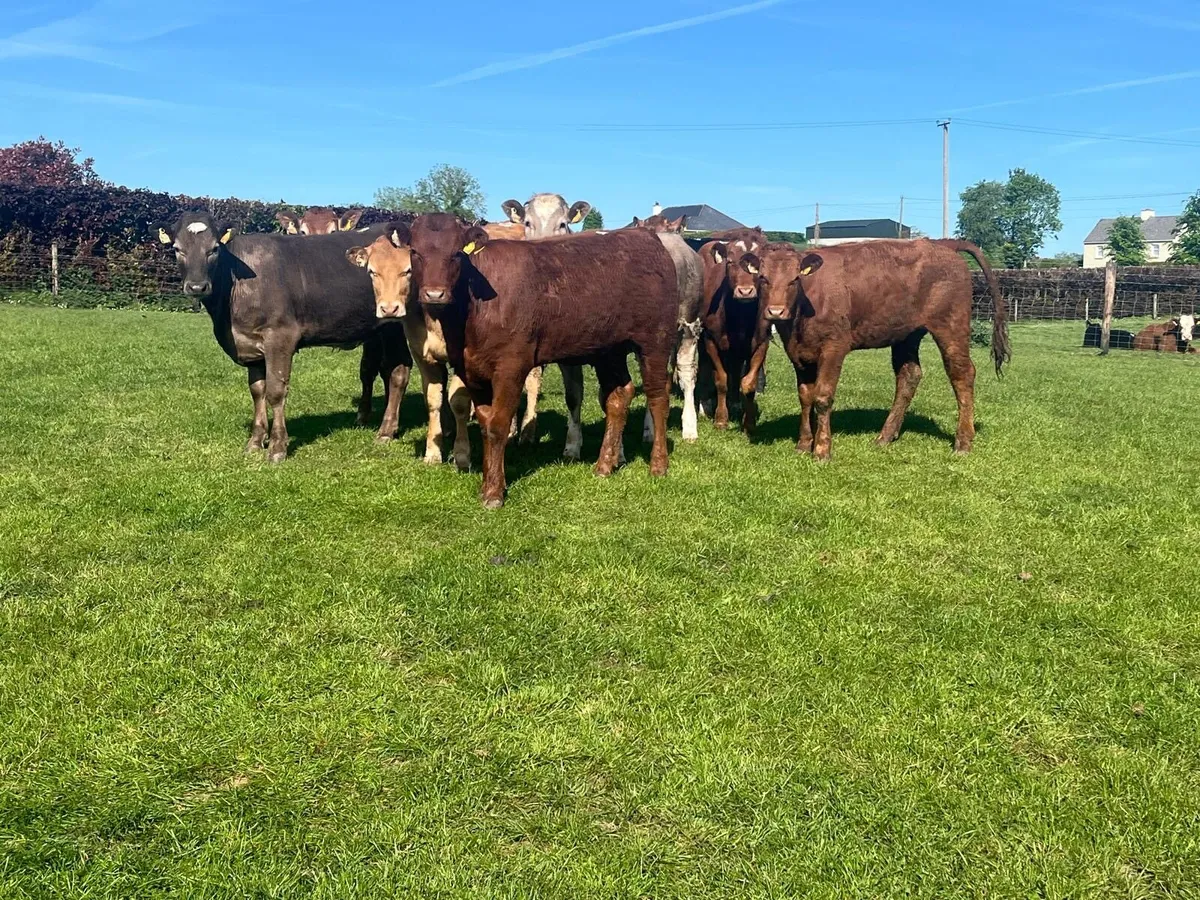 9 super  360 kg continental heifers - Image 4