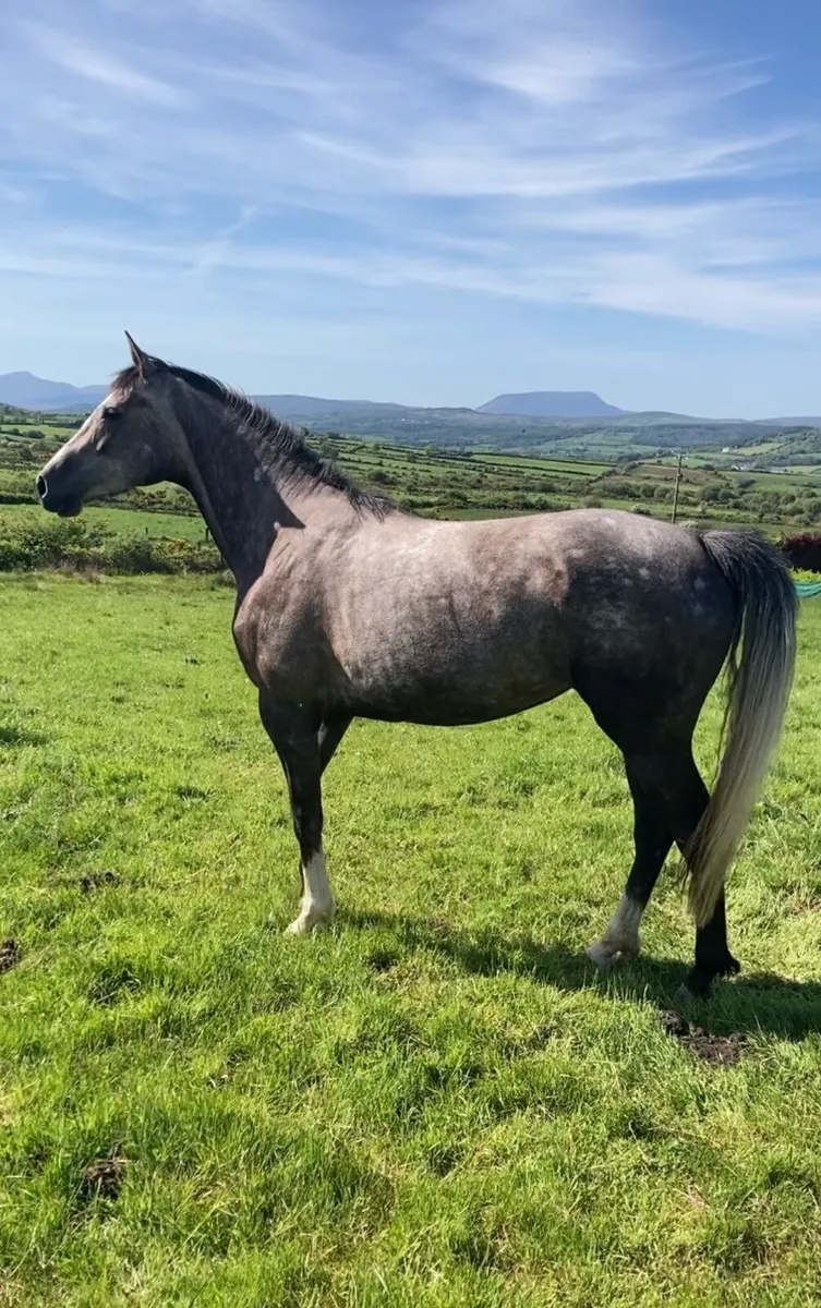4 year old filly by Womanizer - Image 4