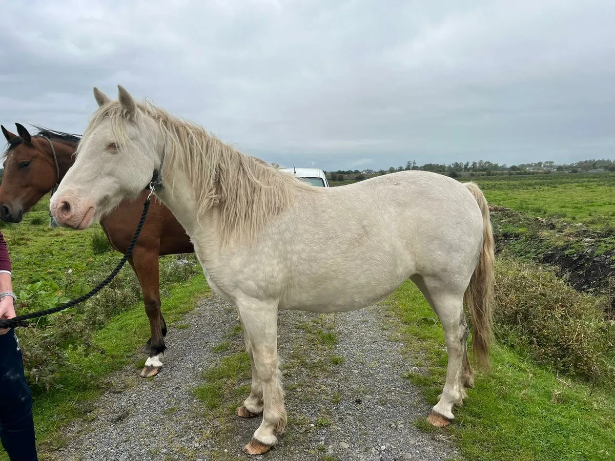 Blue Eye cream mare - Image 1