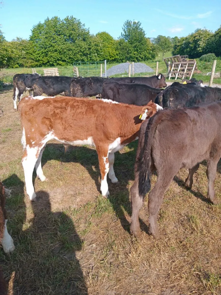 12 super quality bull runners - Image 1