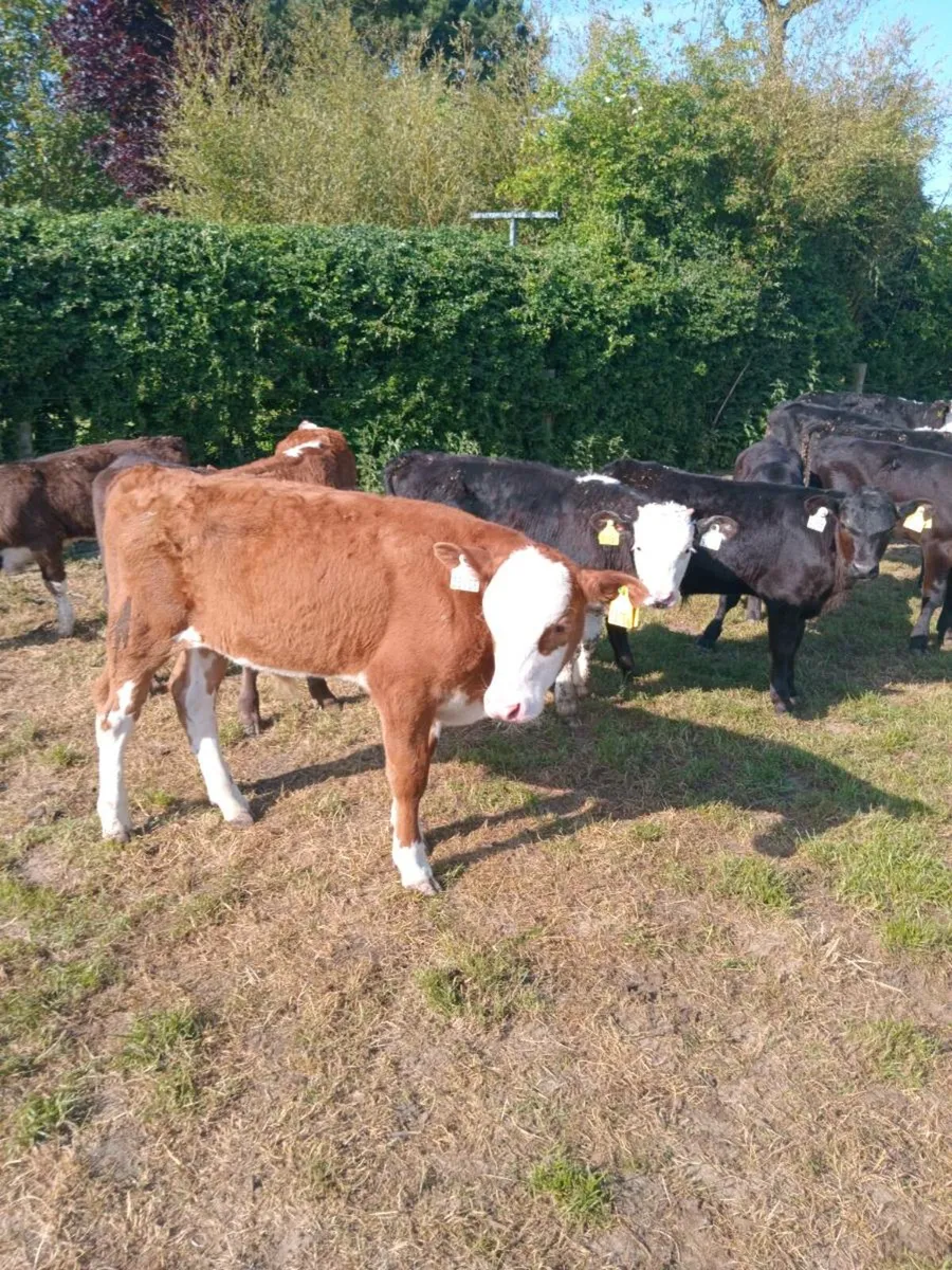 12 super quality bull runners - Image 2