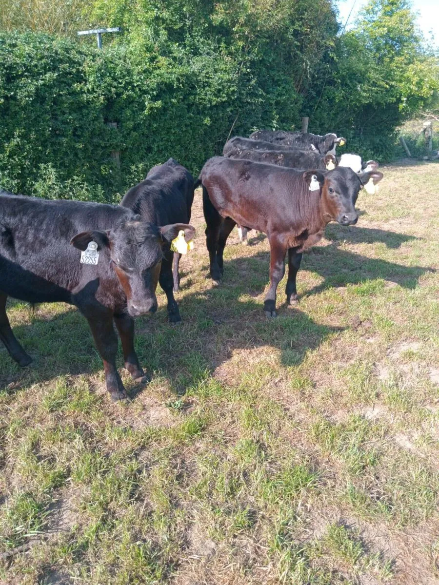 12 super quality bull runners - Image 3