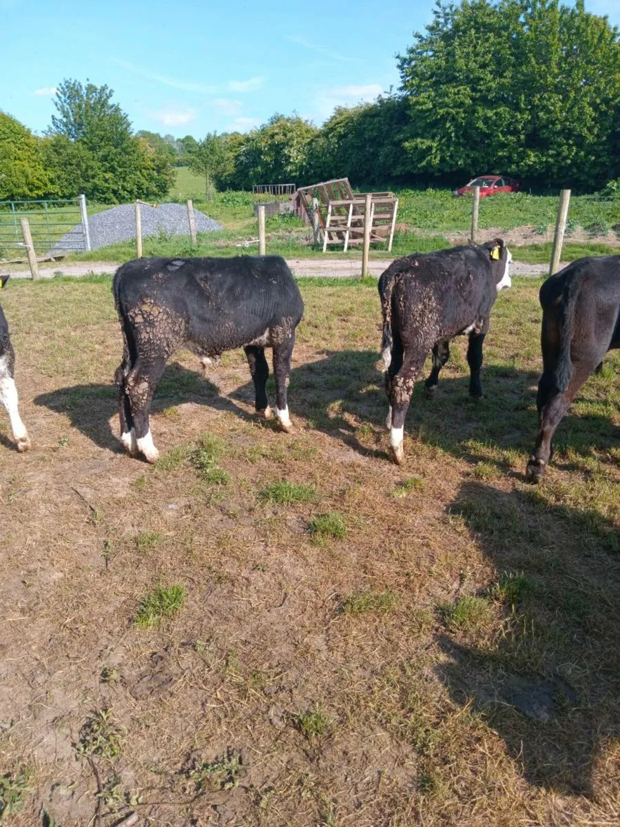 12 super quality bull runners - Image 4