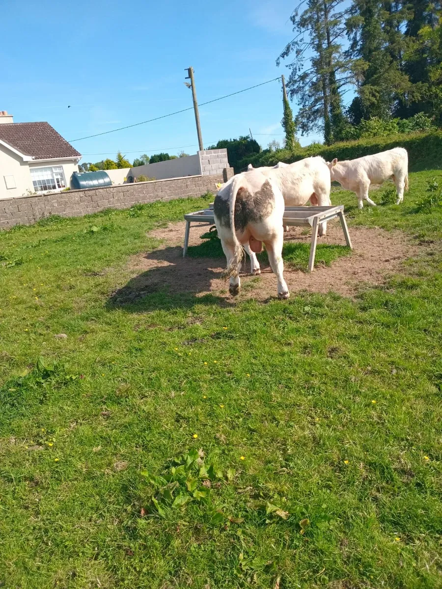 2 year old Charolais Bull - Image 1